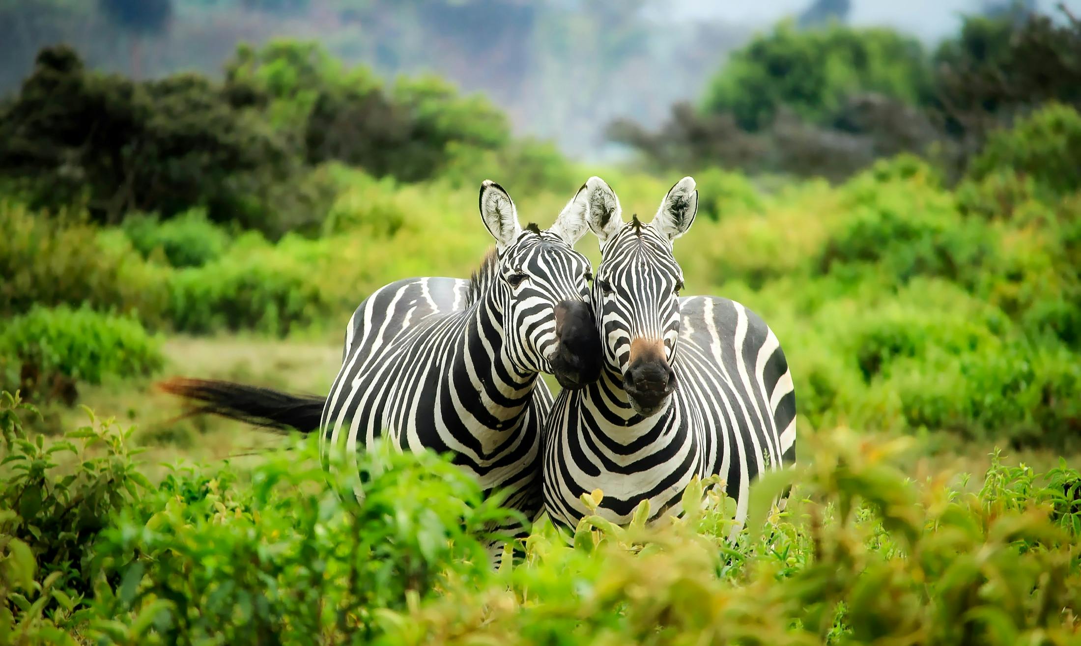 animal Hero