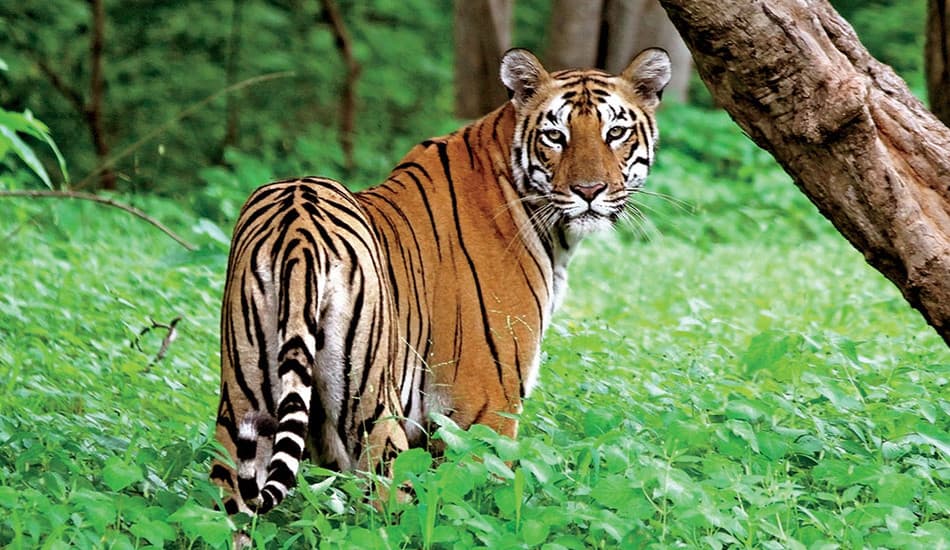 Eden Wildlife Preserve