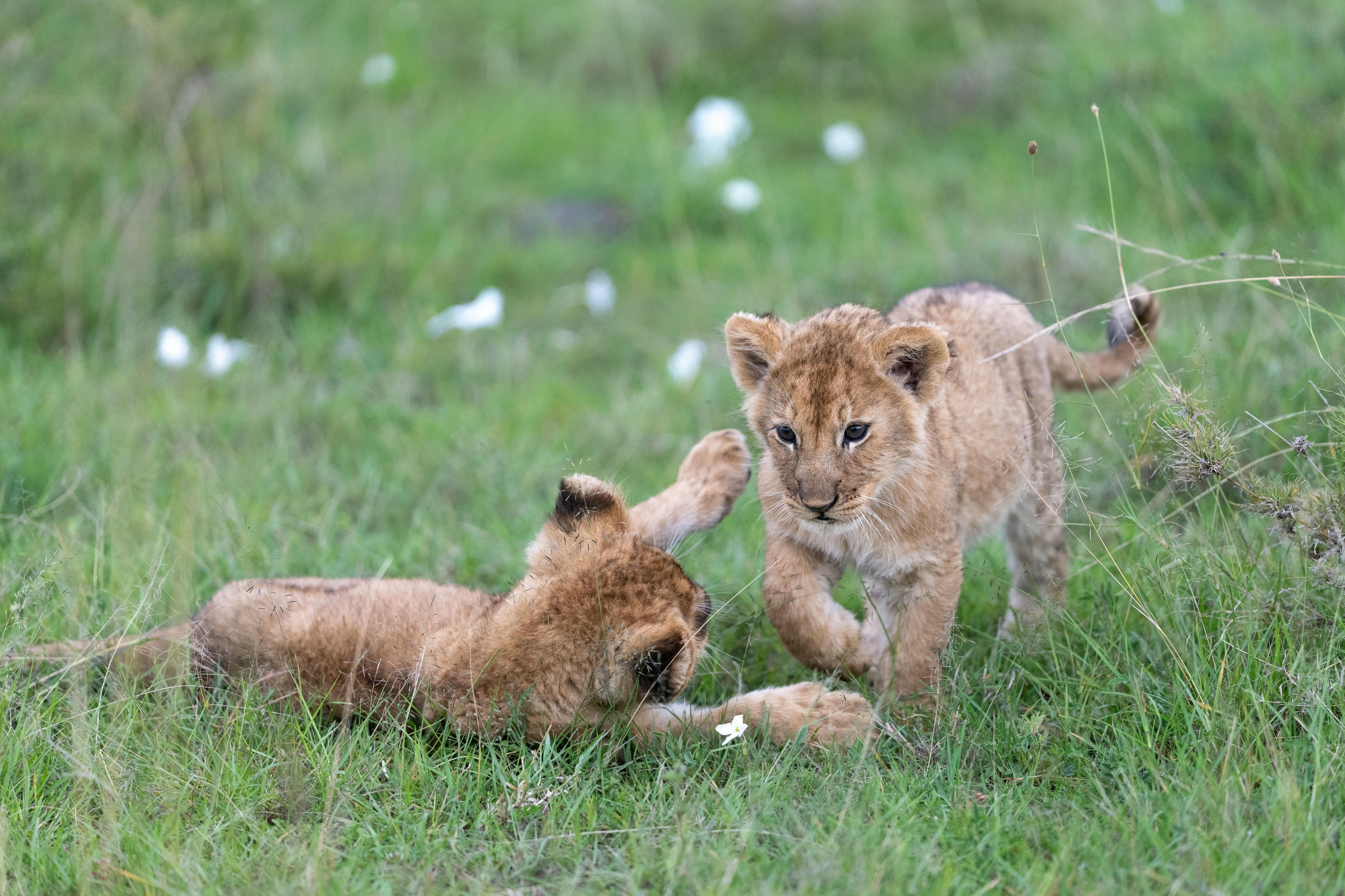 Eden Wildlife Preserve