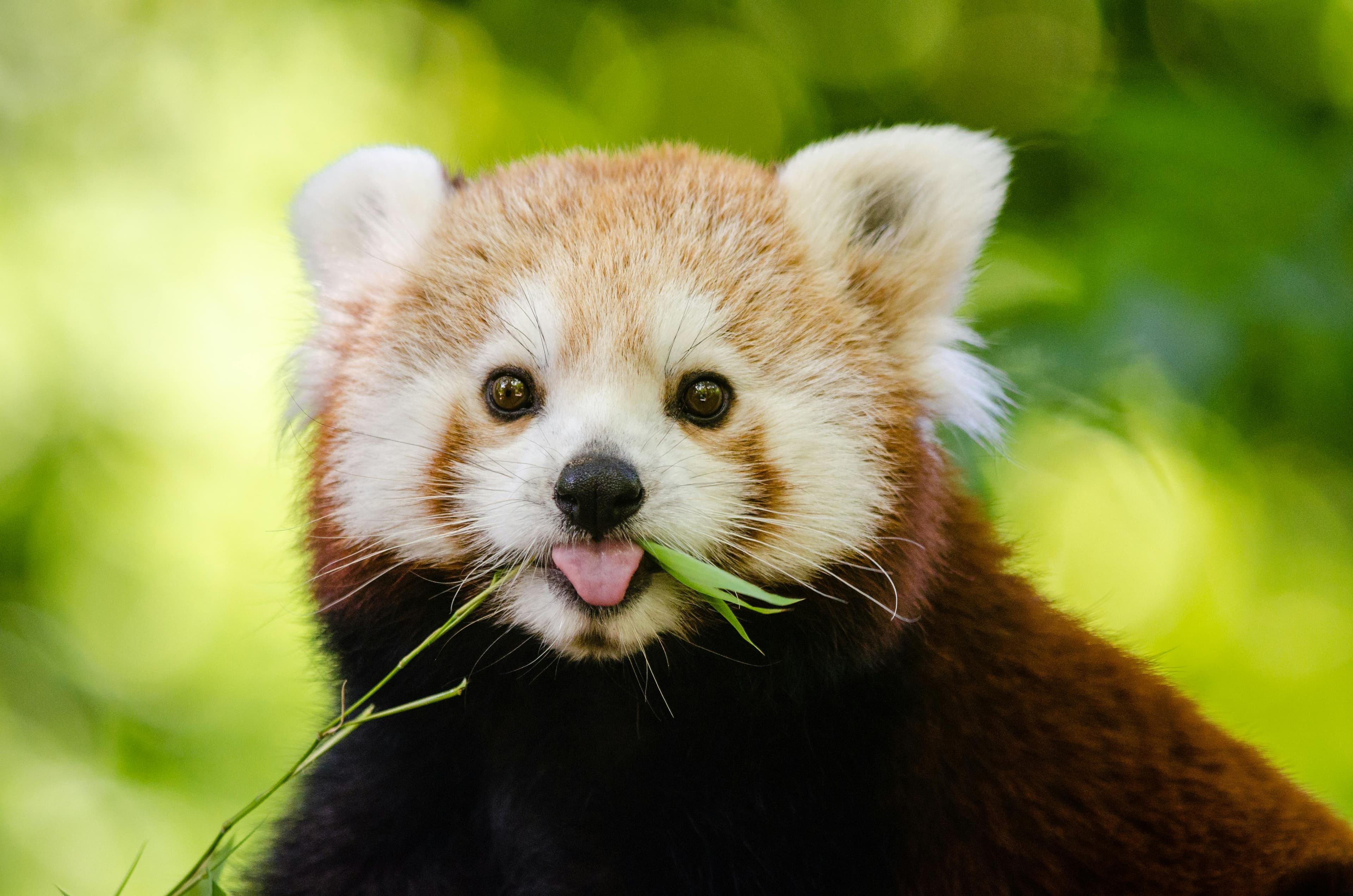 animal Hero
